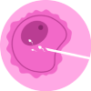 Fertilisation
