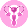 Embryo Transfer